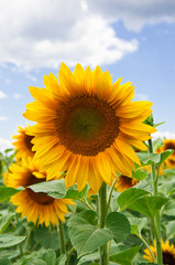 Beautiful sunflower with green leaves
