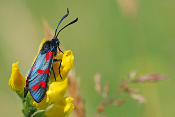 Five Spotted Burnet Moth