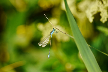 Blaue Azurjungfer Libelle