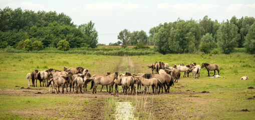 Herd of Konik horses in sunlight © Naj