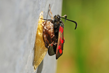 Burnet Moth Emeging From Chrysalis