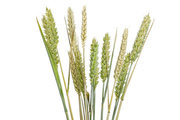 Weizen auf weißem Hintergrund