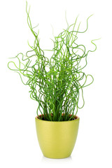Decorative grass in flowerpot