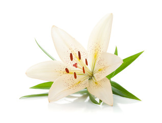 Obrazy na Plexi  White lily