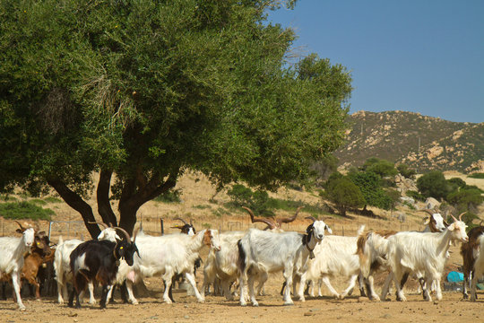 Allevamento di capre in Sardegna