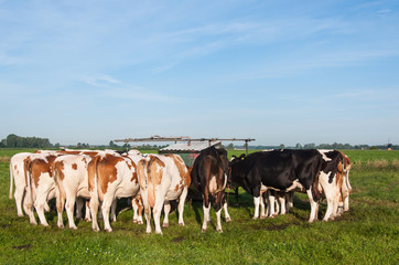 Dutch cows still tied after milking