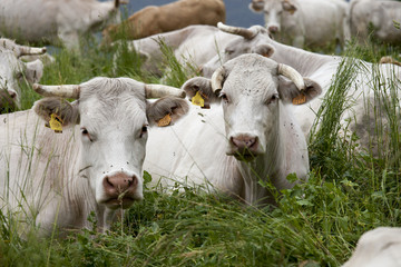 Vaches et veaux des alpes dans un prés