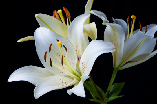 Lily On Black Background.