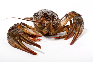 River crayfish