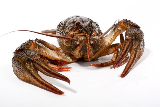 River crayfish