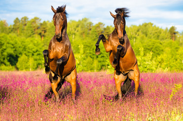 Two horses rearing up on the pink flowers meadow