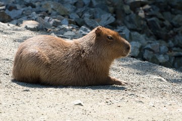 Capybara resting