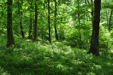 Fototapeta na wymiar Głęboki zielony las lato