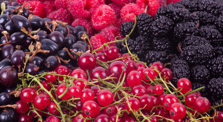 raspberries, mulberry, black currant, red currant