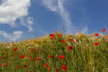 Champs de blé et coquelicots