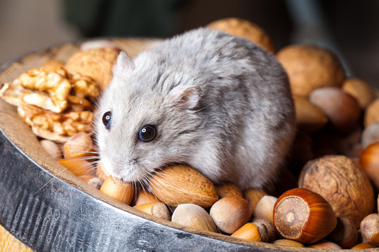 Hamster And Nuts