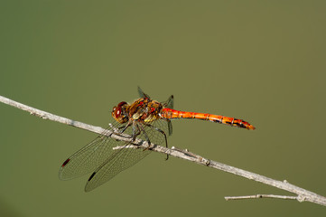 Libellula arancione