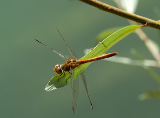 Libellula rossa dall'alto