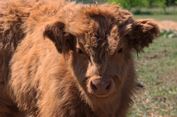 Obraz premium Highland Rind