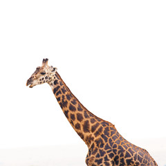 giraffes isolated with white background