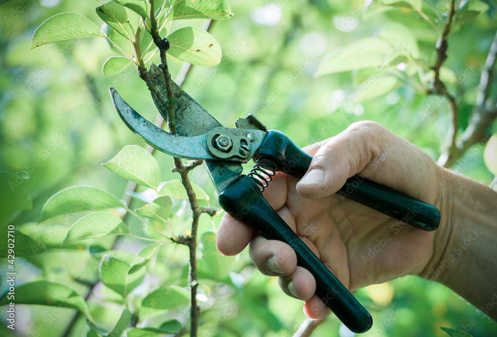 Wall mural Pruning of  trees with secateurs