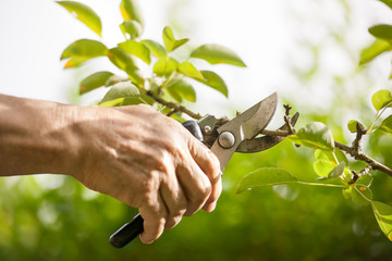 Pruning of  trees with secateurs - obrazy, fototapety, plakaty