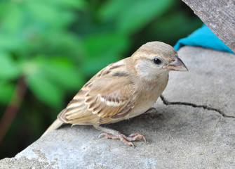 Closeup of a small sparrow resting
