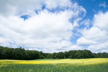 Yellow Flower field in Wisconsin, USA