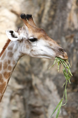 Obraz premium Close up shot of giraffe head