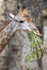 Close up shot of giraffe head