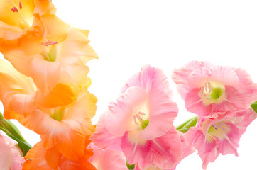 オレンジ色とピンクのグラジオラスの花