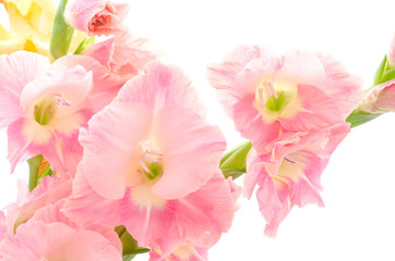 ピンクのグラジオラスの花
