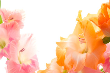 Fototapeta na wymiar Kwiat mieczyk i różowy pomarańczowy
