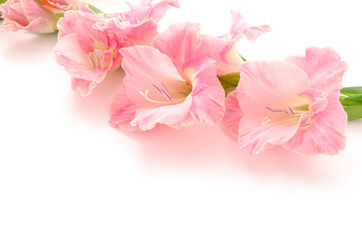 Obraz na płótnie Canvas Kwiat różowy mieczyk bokiem