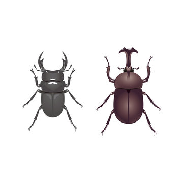 クワガタムシとカブトムシ