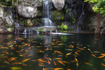 Koi fish in pond at the garden with a waterfall