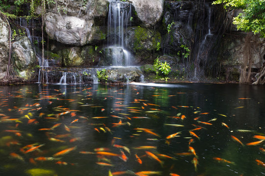 Koi fish in pond at the garden with a waterfall