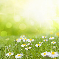 Daisy flowers on meadow floral abstract background