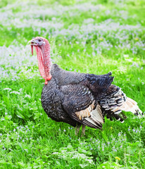 turkey cock