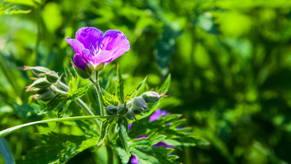 Alpine Wild Flowers
