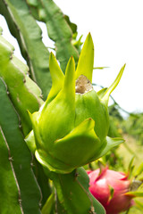 dragon fruit on the tree