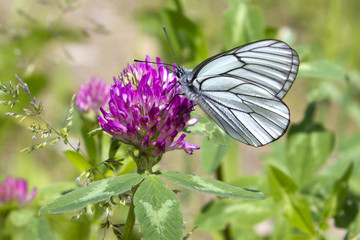 Fototapeta na wymiar white butterfly on clover flower