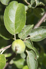 unripe green apple on  tree branch