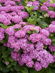 arbuste d'hortensia