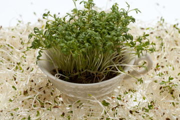 Fresh alfalfa sprouts and cress on white background