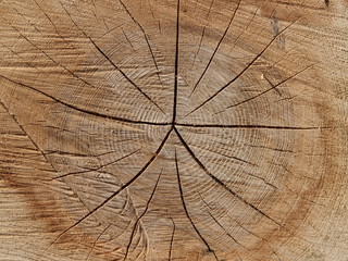 Fototapeta premium Holz