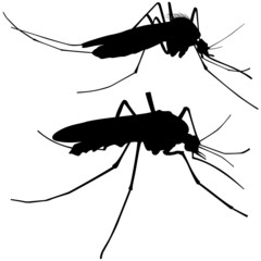 Mosquito Silhouettes