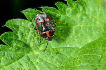 eurydema oleracea, rape bug