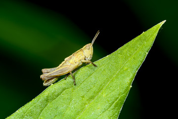 chorthippus parallelus, meadow grasshopper