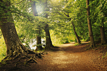 waldweg